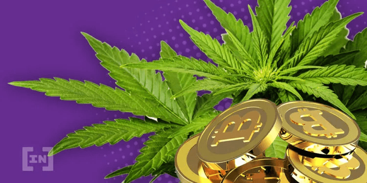 Ten producent konopi wykorzystuje blockchain i smart kontrakty