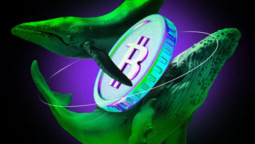Ile Bitcoinów mają wieloryby?
